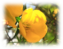 Hypericum.png